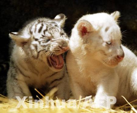 BB TIGRE